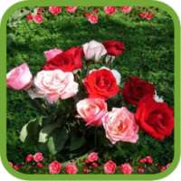 Beautiful Roses Pics on 9Apps