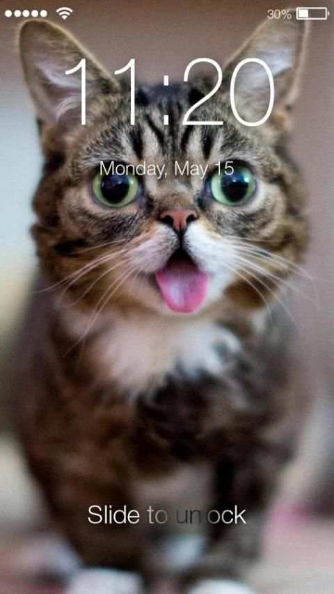 Сats Funny Animals Lock screenshot 3