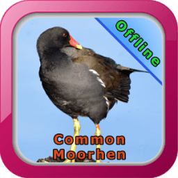 Common Moorhen иконка