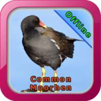 Common Moorhen on 9Apps