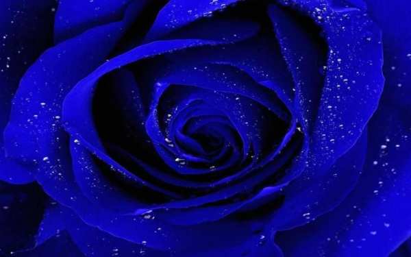 Blue Rose Wallpaper скриншот 1