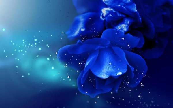 Blue Rose Wallpaper screenshot 2