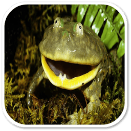 FROG Sounds आइकन