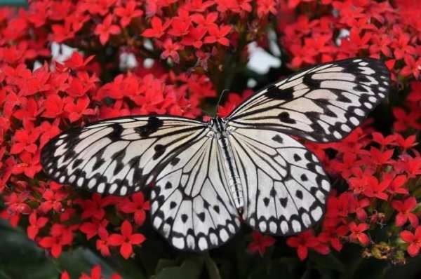 Butterfly wallpapers screenshot 7