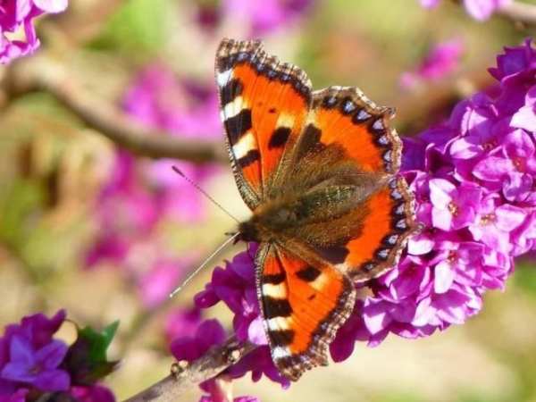 Butterfly wallpapers screenshot 4