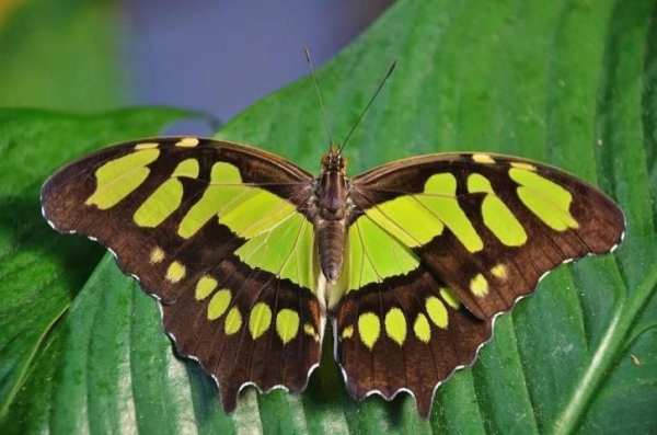 Butterfly wallpapers screenshot 3