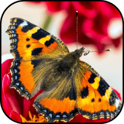 Butterfly wallpapers icon