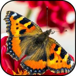 ButterflyWallpapers 260