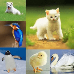 Animals &amp; Birds Quiz أيقونة