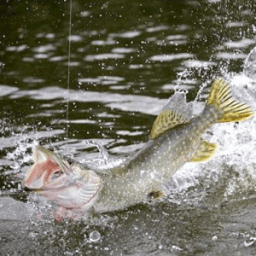 Лучший прогноз клева рыбы أيقونة