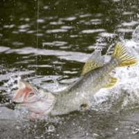 Лучший прогноз клева рыбы on 9Apps