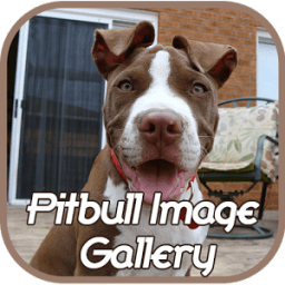 Pitbull Image Gallery иконка