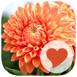 660 Photos أيقونة