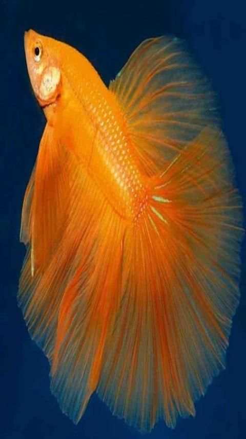 Cute Betta Fish Wallpapers 3 تصوير الشاشة