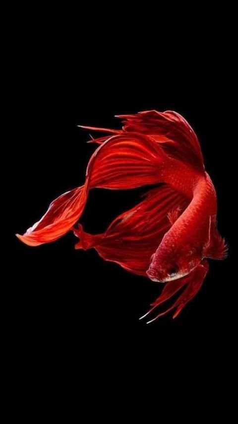 Cute Betta Fish Wallpapers 4 تصوير الشاشة