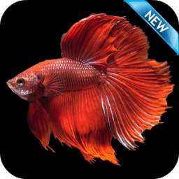 Betta Fish Wallpaper HD Free иконка