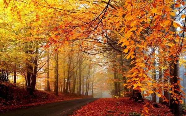 Fall Wallpaper 5 تصوير الشاشة
