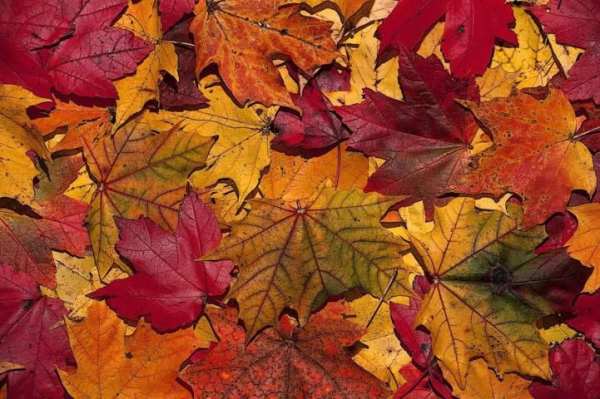 Fall Wallpaper 4 تصوير الشاشة