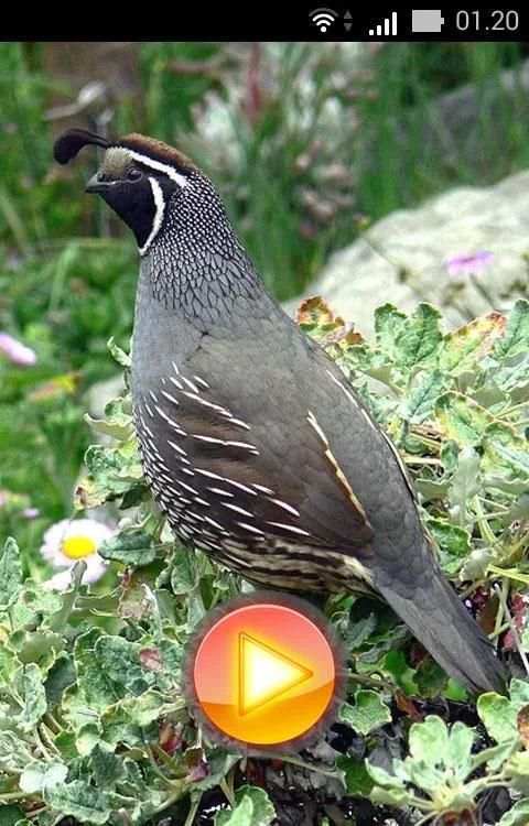Quail Bird Sounds + Ringtones 1 تصوير الشاشة