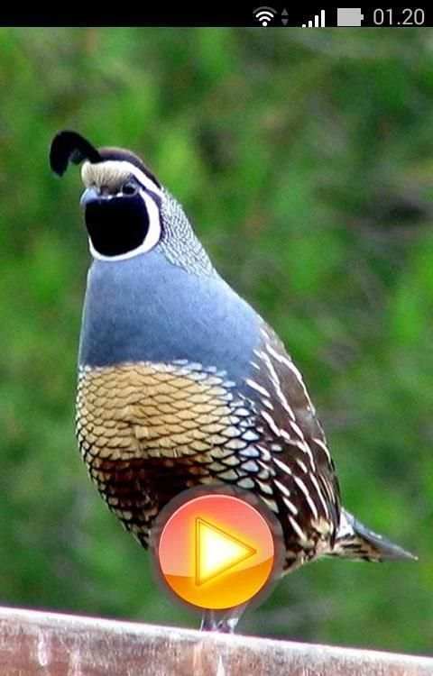 Quail Bird Sounds + Ringtones 2 تصوير الشاشة