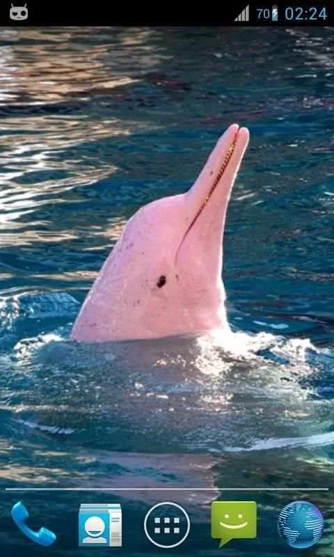 Magic Ripple : Cute Dolphin स्क्रीनशॉट 1