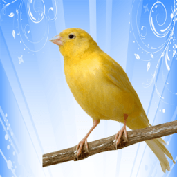 Top chant canaris आइकन