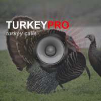 Turkey Calls - Turkey Sounds