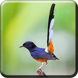 Master Kicau Murai Batu أيقونة