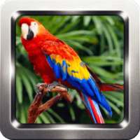 Parrot Bird Sounds on 9Apps