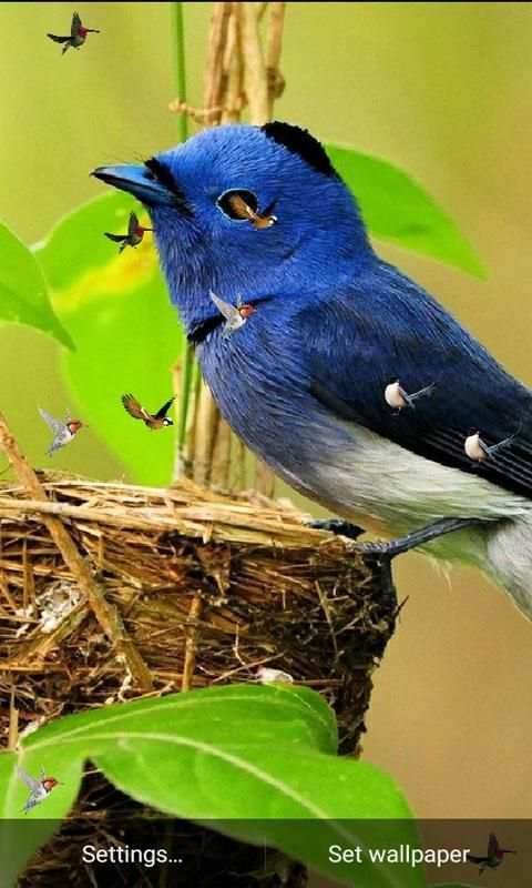 J7 HD Birds Live Wallpaper स्क्रीनशॉट 4