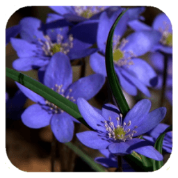 ikon Forest flowers Video Wallpaper