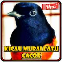 Kicau Murai Batu Gacor on 9Apps