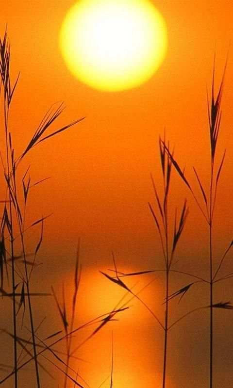 Beauty Nature Wallpaper 1 تصوير الشاشة