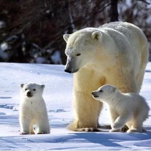 BEAR Wallpapers v1 3 تصوير الشاشة