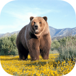 ikon BEAR Wallpapers v1