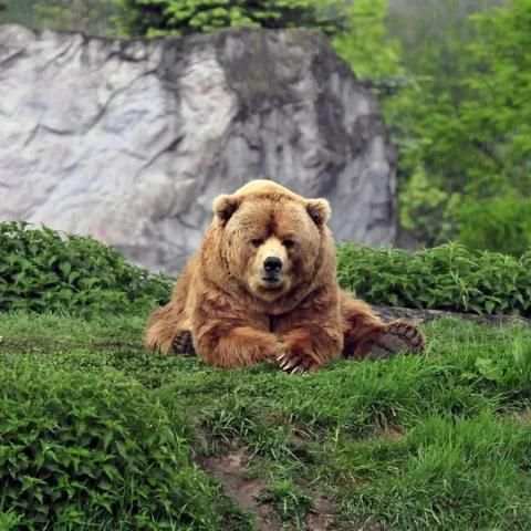 BEAR Wallpapers v1 1 تصوير الشاشة