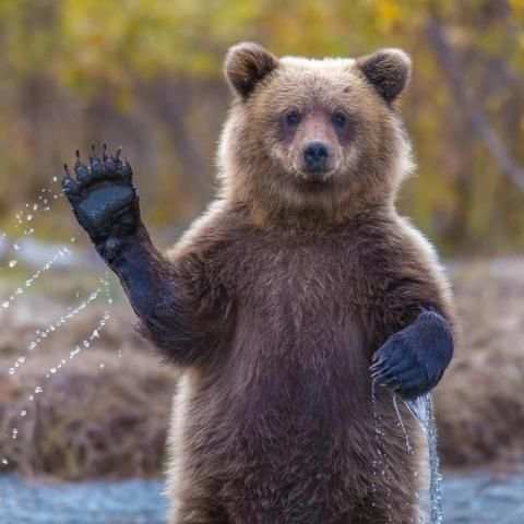 BEAR Wallpapers v1 screenshot 8