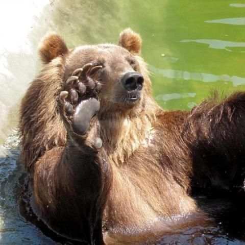 BEAR Wallpapers v1 скриншот 4