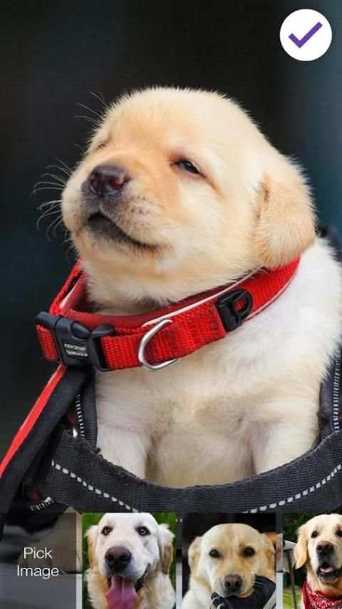 Golden Retriever Dog Ladrador Lock Screen скриншот 1