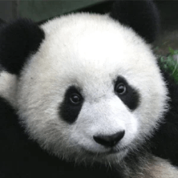 AR Endangered Animals आइकन