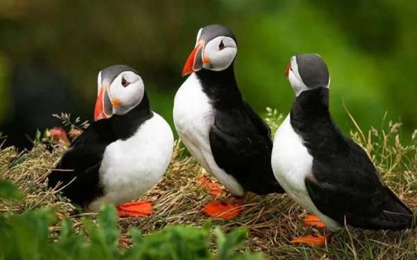 Nice Birds Puzzle screenshot 7