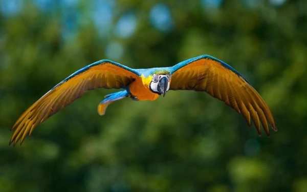 Nice Birds Puzzle screenshot 1