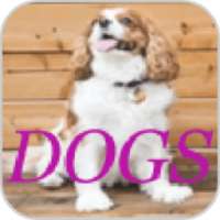 Dogs Photo Editor
