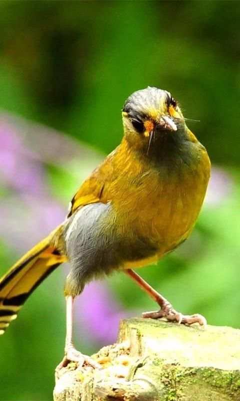 Love Birds Wallpapers скриншот 1