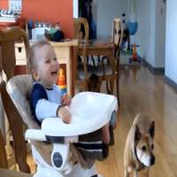 Videos Graciosos | Videos de Risa y divertidos on 9Apps