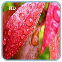 S6 Rain Drop HD LiveWallpaper