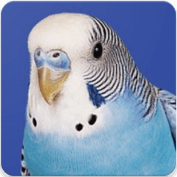 ikon Australian Bird Sounds: Budgie Melopsittacus Sound