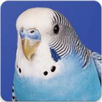 Australian Bird Sounds: Budgie Melopsittacus Sound