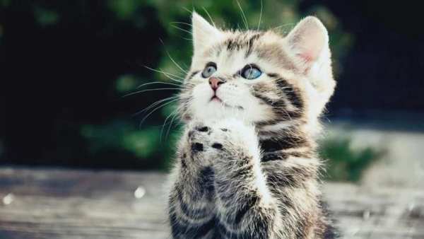 Cute Cat Wallpapers 3 تصوير الشاشة