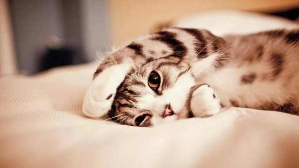 Cute Cat Wallpapers 1 تصوير الشاشة